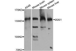 Western blot analysis of extracts of various cell lines, using DDB1 antibody. (DDB1 antibody)