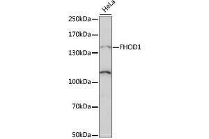 Western blot analysis of extracts of HeLa cells, using FHOD1 antibody (ABIN6293235) at 1:1000 dilution. (FHOD1 antibody)