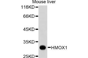 Western blot analysis of extracts of mouse liver, using HMOX1 antibody (ABIN5999506). (HMOX1 antibody)