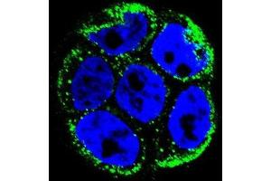 Confocal immunofluorescent analysis of VILL Antibody (Center) with WiDr cell followed by Alexa Fluor 488-conjugated goat anti-rabbit lgG (green). (VILL antibody  (Middle Region))