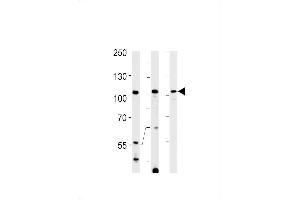 TFIP11 Antibody (N-term) (ABIN1881879 and ABIN2838979) western blot analysis in Hela,K562 cell line and rat spleen tissue lysates (35 μg/lane). (TFIP11 antibody  (N-Term))