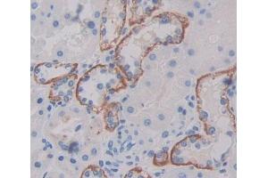 #VALUE! (PLSCR4 antibody  (AA 1-303))