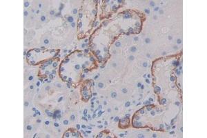 #VALUE! (PLSCR4 antibody  (AA 1-303))