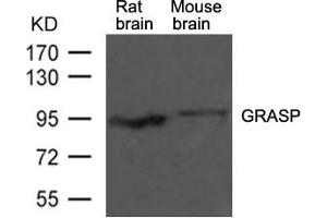 Western blot analysis of extracts from rat brain and mouse brain tissue using GRASP Antibody (GRIPAP1 antibody  (AA 814-818))