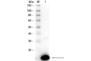 Western Blot of Rabbit anti-Ribonuclease A Antibody Peroxidase Conjugated.