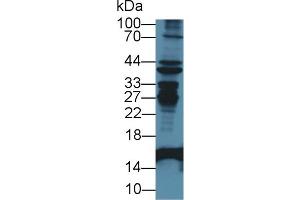 Western blot analysis of Mouse Liver lysate, using Rabbit Anti-Mouse FABP2 Antibody (1 µg/ml) and HRP-conjugated Goat Anti-Rabbit antibody (abx400043, 0. (FABP2 antibody  (AA 2-132))