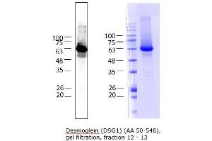 Quality Control Images: Western Blotting + SDS-PAGE (Desmoglein 1 Protein (DSG1) (AA 50-548) (His tag))