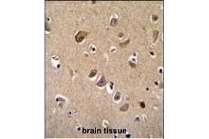 TTC9B Antibody (C-term) (ABIN655535 and ABIN2845047) immunohistochemistry analysis in formalin fixed and paraffin embedded human brain tissue followed by peroxidase conjugation of the secondary antibody and DAB staining. (TTC9B antibody  (C-Term))