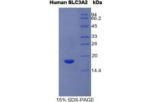 SDS-PAGE (SDS) image for Solute Carrier Family 3 (Activators of Dibasic and Neutral Amino Acid Transport), Member 2 (SLC3A2) (AA 213-349) protein (His tag) (ABIN1525589)