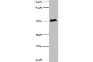 Western blot All lanes: BAG5 antibody at 1 μg/mL + A549 whole cell lysate Secondary Goat polyclonal to rabbit IgG at 1/10000 dilution Predicted band size: 52, 57 kDa Observed band size: 52 kDa (BAG5 antibody  (AA 198-447))