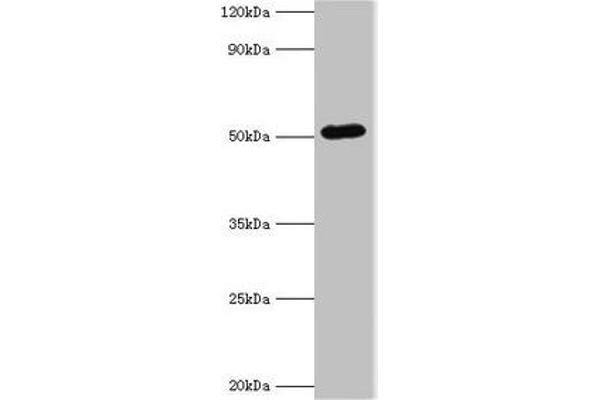 BAG5 anticorps  (AA 198-447)