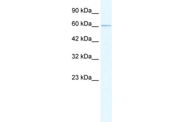 GABRD antibody  (N-Term)