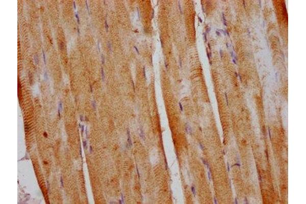 DUSP13 antibody  (AA 1-198)