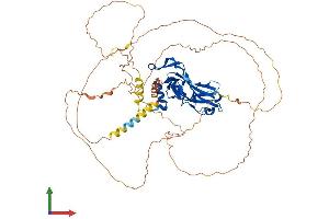 Protein Structure (PS) image for T-Box 18 (TBX18) (AA 1-607) protein (His tag) (ABIN7544197)