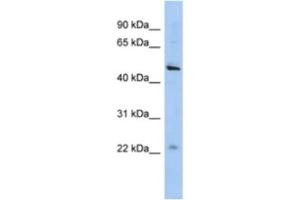 Western Blotting (WB) image for anti-Chromosome 12 Open Reading Frame 50 (C12ORF50) antibody (ABIN2463924) (C12ORF50 antibody)