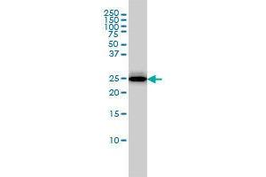 Image no. 3 for anti-Regulator of G-Protein Signaling 2 (RGS2) (AA 111-211) antibody (ABIN465968) (RGS2 antibody  (AA 111-211))