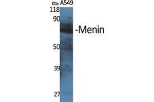 Western Blot (WB) analysis of specific cells using Menin Polyclonal Antibody.