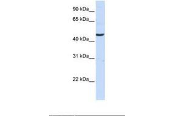 CCBL2 antibody  (C-Term)