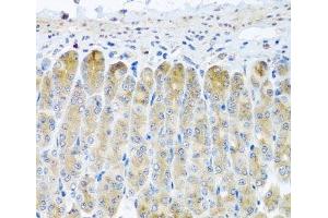 Immunohistochemistry of paraffin-embedded Mouse stomach using TAMM41 Polyclonal Antibody at dilution of 1:100 (40x lens). (TAM41 antibody)