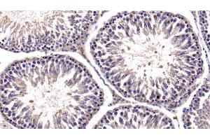 Detection of Bcl2L in Rat Testis Tissue using Polyclonal Antibody to B-Cell CLL/Lymphoma 2 Like Protein (Bcl2L) (BCL2L1 antibody  (AA 2-212))