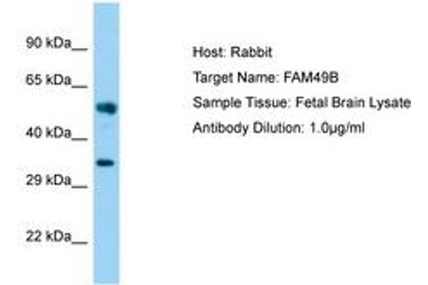 FAM49B antibody  (AA 22-71)