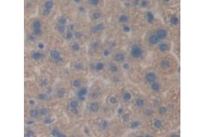 IHC-P analysis of Mouse Tissue, with DAB staining. (TTPA antibody  (AA 88-253))