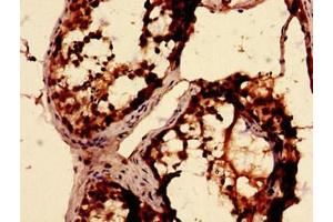 Immunohistochemistry analysis of human testis tissue using ABIN7168095 at dilution of 1:100