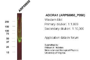Western Blotting (WB) image for anti-Adenosine A1 Receptor (ADORA1) (C-Term) antibody (ABIN2788274) (ADORA1 antibody  (C-Term))