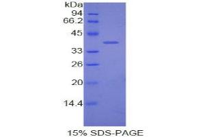 SDS-PAGE analysis of Dog Apolipoprotein C1 Protein. (APOC1 Protein)