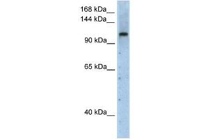 PRPF6 antibody used at 2.