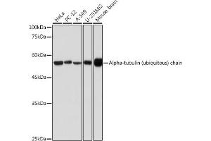 Western blot analysis of extracts of various cell lines, using Alpha-tubulin (ubiquitous) chain antibody (ABIN7271033) at 1:500 dilution. (TUBA1B antibody  (AA 1-451))