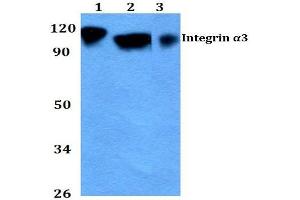 Western blot (WB) analysis of CD49c / ITGA3 Antibody at 1/500 dilution. (ITGA3 antibody)