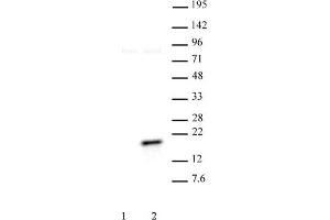 Histone H3 phospho Thr11 pAb tested by Western blot. (Histone 3 antibody  (pThr11))