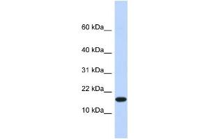 Western Blotting (WB) image for anti-Egl-9 Family Hypoxia Inducible Factor 2 (EGLN2) antibody (ABIN2458111) (PHD1 antibody)