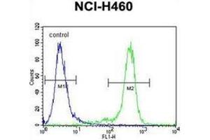 Flow cytometric analysis of NCI-H460 cells using Nibrin Antibody (C-term) Cat. (Nibrin antibody  (C-Term))