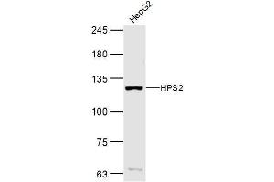 Hepg2 lysates probed with HPS2 Polyclonal Antibody, Unconjugated  at 1:300 dilution and 4˚C overnight incubation. (AP3B1 antibody  (AA 1-100))