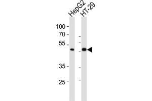 Western Blotting (WB) image for anti-SMAD, Mothers Against DPP Homolog 6 (SMAD6) antibody (ABIN3002311)