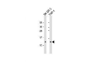 Western Blot at 1:2000 dilution Lane 1: SK-BR-3 whole cell lysate Lane 2: THP-1 whole cell lysate Lysates/proteins at 20 ug per lane. (RPS27 antibody  (AA 46-76))