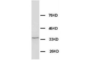 Image no. 2 for anti-WD Repeat Domain 83 (wdr83) (N-Term) antibody (ABIN1495042) (MORG1 antibody  (N-Term))