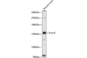 Western blot analysis of extracts of Mouse brain, using Icam5 antibody (ABIN7267946) at 1:1000 dilution. (ICAM5 antibody  (AA 586-786))