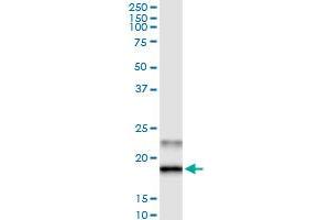 Immunoprecipitation of GREM2 transfected lysate using anti-GREM2 MaxPab rabbit polyclonal antibody and Protein A Magnetic Bead , and immunoblotted with GREM2 purified MaxPab mouse polyclonal antibody (B01P) . (GREM2 antibody  (AA 1-168))