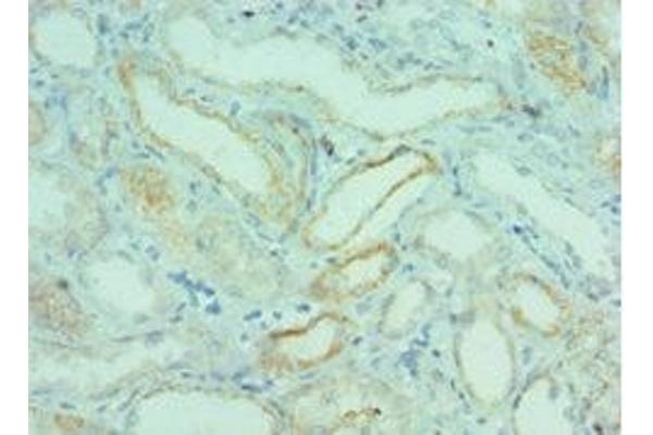 BRD9 antibody  (AA 338-597)