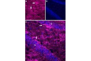 Expression of EAAT2 in rat hippocampus - Immunohistochemical staining of perfusion-fixed frozen rat hippocampus sections using Anti-EAAT2 (GLT-1) (extracellular)-ATTO Fluor-633 Antibody (ABIN7043661), (1:50). (SLC1A2 antibody  (2nd Extracellular Loop) (Atto 633))