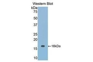 Western Blotting (WB) image for anti-Nitric Oxide Synthase 1, Neuronal (NOS1) (AA 1213-1337) antibody (ABIN1860029) (NOS1 antibody  (AA 1213-1337))