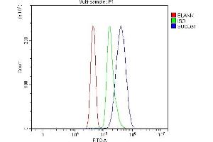 anti-Succinate-CoA Ligase, alpha Subunit (SUCLG1) (AA 25-346) antibody