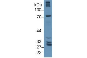 GGT5 antibody  (AA 388-586)