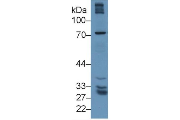 GGT5 antibody  (AA 388-586)
