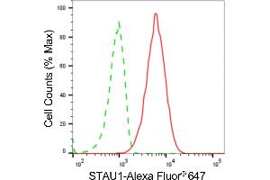 Flow cytometric analysis of STAU1 expression in HT- cells using STAU1antibody (ABIN7800434), 1:2,000).