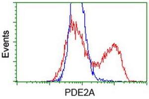 HEK293T cells transfected with either RC207219 overexpress plasmid (Red) or empty vector control plasmid (Blue) were immunostained by anti-PDE2A antibody (ABIN2454148), and then analyzed by flow cytometry.
