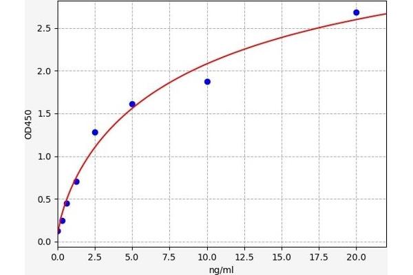 Calpain 6 ELISA Kit